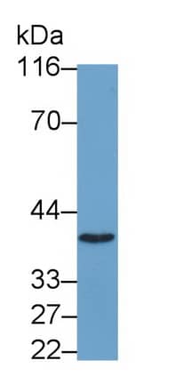 Western Blot PLSCR2 Antibody