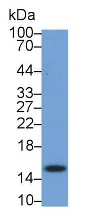 Western Blot: RBX1 Antibody (C6) [NBP3-41349] - Sample: Hela cell lysate Primary Ab: 2ug/ml NBP3-41349; Second Ab: 0.2ug/mL HRP-Linked Caprine Anti-Mouse IgG Polyclonal Antibody