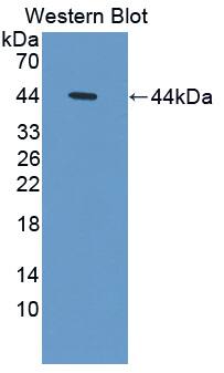 Western Blot: Persephin Antibody [NBP3-41351] - Sample: Recombinant protein.