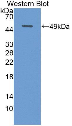 Western Blot: Cerebellin-1/Precerebellin Antibody [NBP3-41356] - Sample: Recombinant protein.
