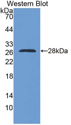 Western Blot RNPC1 Antibody - BSA Free