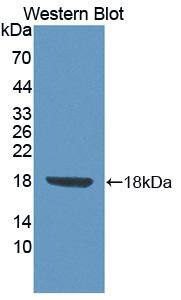Western Blot: FLRT3 Antibody [NBP3-41366] - Sample: Recombinant protein.