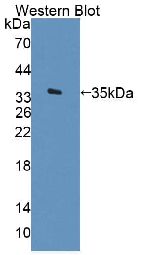 Western Blot ARSF Antibody