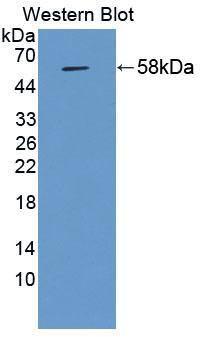 Western Blot: BAI3 Antibody [NBP3-41369] - Sample: Recombinant protein.