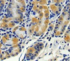 Immunohistochemistry-Paraffin CPN2 Antibody - BSA Free