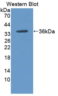 Western Blot CPN2 Antibody - BSA Free