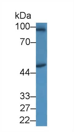 Western Blot SPAG1 Antibody