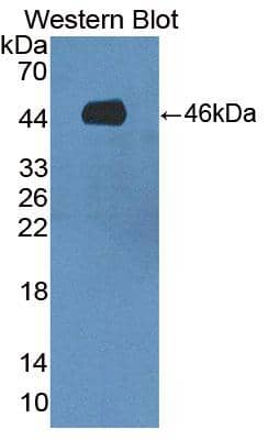 Western Blot SPAG1 Antibody