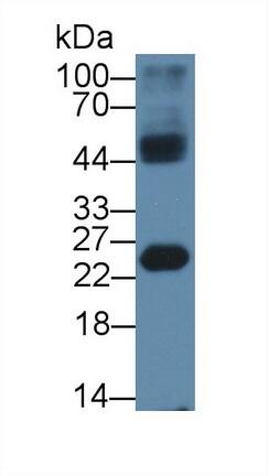 Western Blot: HMGB4 Antibody [NBP3-41377] - Sample: Mouse Testis lysate; Primary Ab: 1ug/ml NBP3-41377; Second Ab: 0.2ug/mL HRP-Linked Caprine Anti-Rabbit IgG Polyclonal Antibody