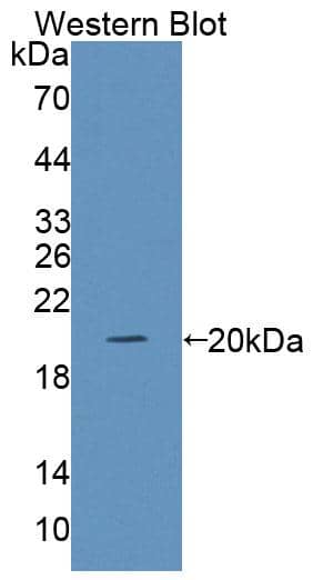 Western Blot: GPR151 Antibody [NBP3-41378] - Sample: Recombinant protein.