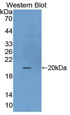 Western Blot FGF-22 Antibody - BSA Free