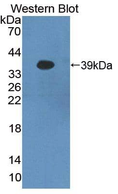 Western Blot PCDHB16 Antibody