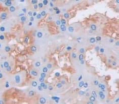Immunohistochemistry-Paraffin: CMTM1 Antibody [NBP3-41396] - Used in DAB staining on fromalin fixed paraffin- embedded Kidney tissue