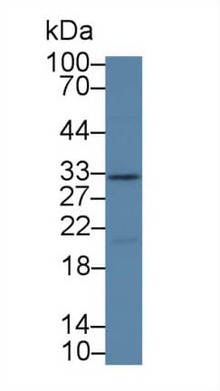 Western Blot: Kallikrein 14 Antibody [NBP3-41399] - Sample: Porcine Kidney lysate; Primary Ab: 1ug/ml NBP3-41399; Second Ab: 0.2ug/mL HRP-Linked Caprine Anti-Rabbit IgG Polyclonal Antibody;