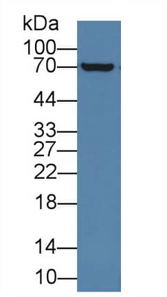 Western Blot Acyloxyacyl Hydrolase Antibody - BSA Free