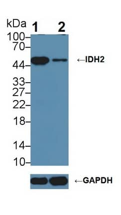 <b>Genetic Strategies Validation. </b>Western Blot: Isocitrate Dehydrogenase 2/IDH2 Antibody [NBP3-41403] - Knockout Varification: Lane 1: Wild-type Jurkat cell lysate; Lane 2: Isocitrate Dehydrogenase 2/IDH2 knockout Jurkat cell lysate; Predicted MW: 51,45kDa ; Observed MW: 45kDa; Primary Ab: 1ug/ml NBP3-41403; Second Ab: 0.2ug/mL HRP-Linked Caprine Anti-Rabbit IgG Polyclonal Antibody;