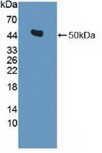 Western Blot: Isocitrate Dehydrogenase 2/IDH2 Antibody [NBP3-41403] - Sample: Recombinant Isocitrate Dehydrogenase 2/IDH2, Human.