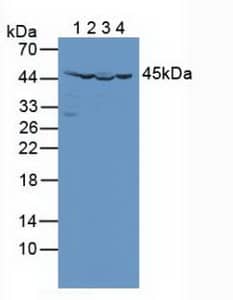 Western Blot: Isocitrate Dehydrogenase 2/IDH2 Antibody [NBP3-41403] - Sample: Lane1: Human Lung lysate; Lane2: Jurkat cell lysate; Lane3: Porcine Heart lysate; Lane4: Porcine Liver lysate Primary Ab: 1ug/ml NBP3-41403; Second Ab: 0.2ug/mL HRP-Linked Caprine Anti-Rabbit IgG Polyclonal Antibody