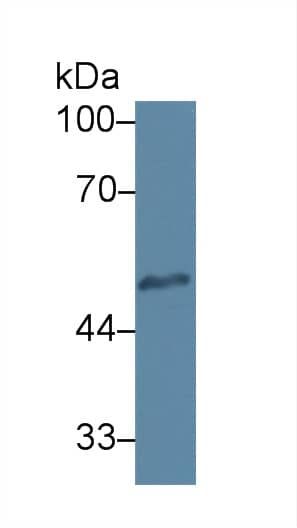 Western Blot: Heparanase/HPSE Antibody (C1) [NBP3-41404] - Sample: Human Jurkat cell lysate; Primary Ab: 2ug/ml NBP3-41404; Second Ab: 0.2ug/mL HRP-Linked Caprine Anti-Mouse IgG Polyclonal Antibody