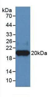 Western Blot: Heparanase/HPSE Antibody (C1) [NBP3-41404] - Sample: Recombinant HPA, Human.