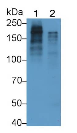 Western Blot: Pappalysin-1/PAPP-A Antibody (C5) [NBP3-41405] - Sample: Lane1: Human Placenta lysate; Lane2: Rat Testis lysate Primary Ab: 2ug/ml NBP3-41405; Second Ab: 0.2ug/mL HRP-Linked Caprine Anti-Mouse IgG Polyclonal Antibody