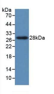 Western Blot: PTHLH/PTHrP Antibody (C2) [NBP3-41406] - Sample: Recombinant PTHLH/PTHrP, Human.