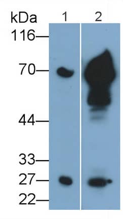 Western Blot: Granzyme K Antibody (C5) [NBP3-41408] - Sample: Lane1: Rat Lung lysate; Lane2: Rat Lymph node lysate Primary Ab: 0.1ug/ml NBP3-41408; Second Ab: 0.2ug/mL HRP-Linked Caprine Anti-Mouse IgG Polyclonal Antibody