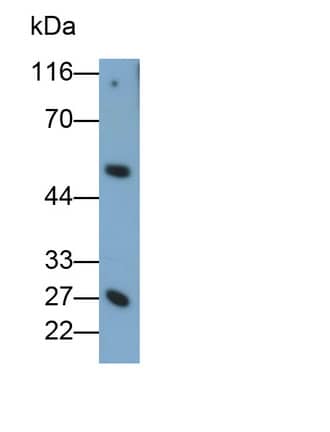 Western Blot: Granzyme K Antibody (C7) [NBP3-41409] - Sample: Rat Lung lysate Primary Ab: 0.1ug/ml NBP3-41409; Second Ab: 0.2ug/mL HRP-Linked Caprine Anti-Mouse IgG Polyclonal Antibody