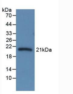 Western Blot: Serpin A6/Cortisol Binding Globulin Antibody (C7) [NBP3-41410] - Sample: Recombinant Serpin A6/Cortisol Binding Globulin, Rat.