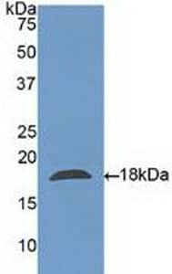 Western Blot: Galectin-10 Antibody [NBP3-41419] - Sample: Recombinant Galectin-10, Human.