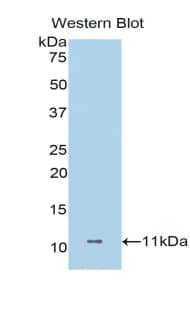 Western Blot: Dermcidin Antibody [NBP3-41421] - Sample: Recombinant protein.