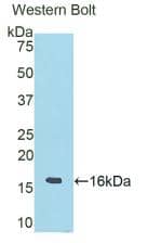 Western Blot RNASE6 Antibody - BSA Free