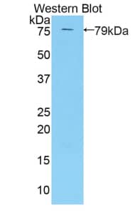 Western Blot: KIR3DL3/CD158z Antibody [NBP3-41426] - Sample: Recombinant protein.