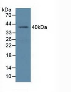 Western Blot: BMI-1 Antibody [NBP3-41429] - Sample: Human K562 Cells.