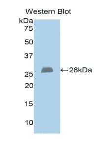 Western Blot: Exostosin 1 Antibody [NBP3-41430] - Sample: Recombinant protein.