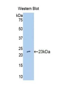 Western Blot IFN-alpha C/IFN-alpha 10 Antibody - BSA Free