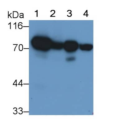 Western Blot: SDHA Antibody (D1) [NBP3-41434] - Sample: Lane1: Rat Heart lysate; Lane2: Rat Liver lysate; Lane3: Rat Kidney lysate; Lane4: Rat Cerebrum lysate Primary Ab: 0.2ug/ml NBP3-41434; Second Ab: 0.2ug/mL HRP-Linked Caprine Anti-Mouse IgG Polyclonal Antibody