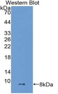 Western Blot: ADAMTS8 Antibody [NBP3-41435] - Sample: Recombinant protein.