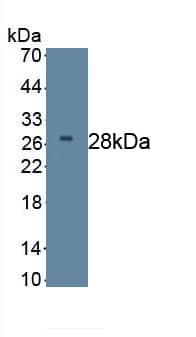 Western Blot: Dkk-2 Antibody (C1) [NBP3-41437] - Sample: Recombinant Dkk-2, Human.