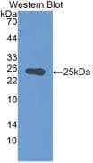 Western Blot: NG2/MCSP Antibody (6#) [NBP3-41438] - Sample: Recombinant MCSP, Human.