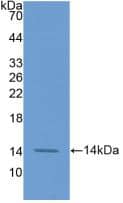 Western Blot: Coagulation Factor VII Antibody (1#) [NBP3-41444] - Sample: Recombinant Coagulation Factor VII, Human.