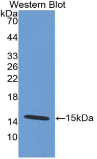 Western Blot: Defensin alpha 5 Antibody (9#) [NBP3-41445] - Sample: Recombinant Defensin alpha 5, Human.