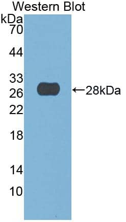 Western Blot: DNASE1 Antibody (2-1#) [NBP3-41461] - Sample: Recombinant DNASE1, Human.