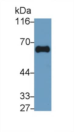 Western Blot: GGT1 Antibody (C1) [NBP3-41466] - Sample: Porcine Kidney lysatePrimary Ab: 0.01ug/ml NBP3-41466; Second Ab: 0.2ug/mL HRP-Linked Caprine Anti-Mouse IgG Polyclonal Antibody