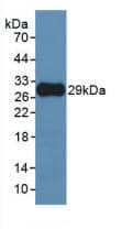 Western Blot: MMP-25/MT6-MMP Antibody (C6) [NBP3-41470] - Sample: Recombinant MMP-25/MT6-MMP, Human.