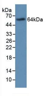 Western Blot: MBP-1 Antibody (C4) [NBP3-41472] - Sample: Recombinant MBP-1, Human.