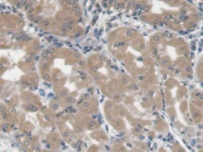 Immunohistochemistry-Paraffin: Galectin-3BP/MAC-2BP/LGALS3BP Antibody (D4) [NBP3-41475] - DAB staining on IHC-P; Samples: Human Stomach Tissue; Primary Ab: 20ug/ml NBP3-41475