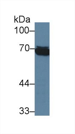 Western Blot: HspA1L Antibody (2-1#) [NBP3-41479] - Sample: Human Raji cell lysate; Primary Ab: 3ug/ml NBP3-41479; Second Ab: 0.2ug/mL HRP-Linked Caprine Anti-Mouse IgG Polyclonal Antibody