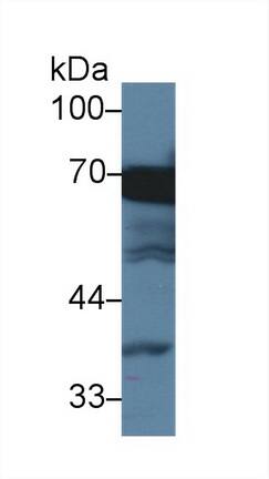 Western Blot: HspA1L Antibody (2-1#) [NBP3-41479] - Sample: Human HepG2 cell lysate; Primary Ab: 3ug/ml NBP3-41479; Second Ab: 0.2ug/mL HRP-Linked Caprine Anti-Mouse IgG Polyclonal Antibody