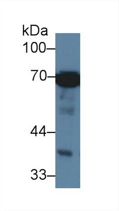 Western Blot: HspA1L Antibody (2-1#) [NBP3-41479] - Sample: Human Hela cell lysate; Primary Ab: 3ug/ml NBP3-41479; Second Ab: 0.2ug/mL HRP-Linked Caprine Anti-Mouse IgG Polyclonal Antibody